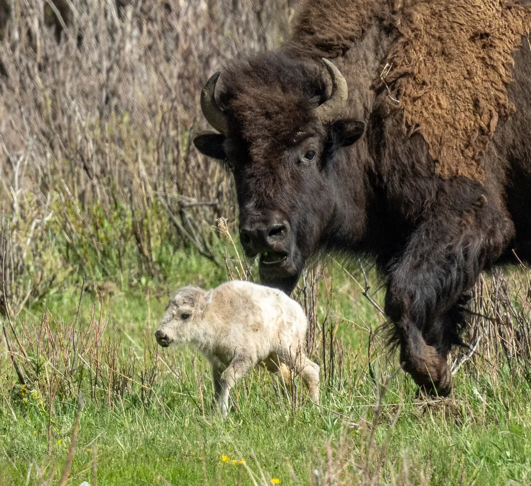 the white bison calf walks with its mother close behind