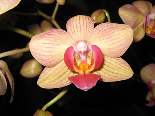 Strange Sex Lives Of Orchids Smithsonian 8576