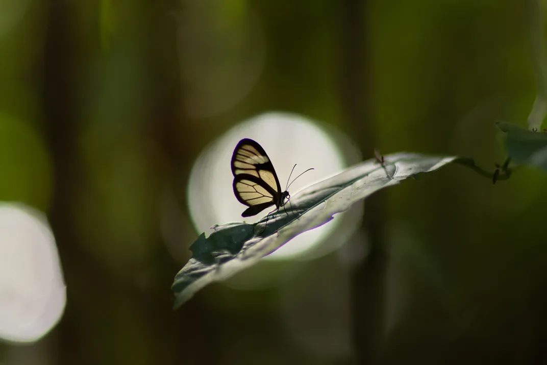 butterfly on a branch backlit by a spherical light