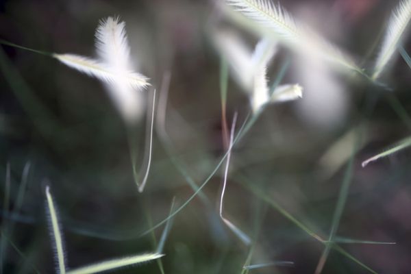 HAZE thumbnail