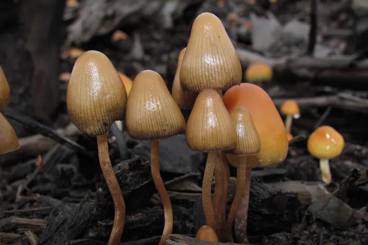 a small group of magic mushrooms