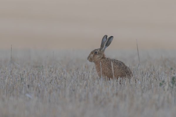 Hare in a field. thumbnail