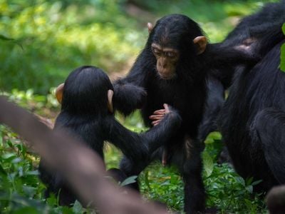 Two chimpanzees at the Budongo Conservation Field Station in&nbsp;Uganda