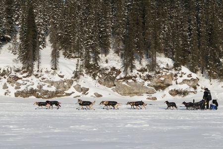 Sled dogs may not have enough snow during the 2016 Iditarod. 