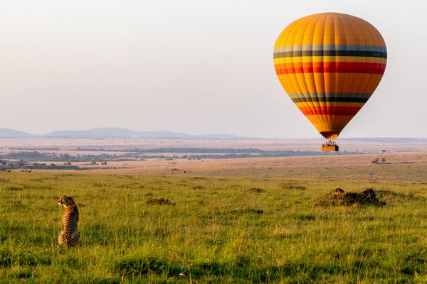 Cheetah and balloon thumbnail