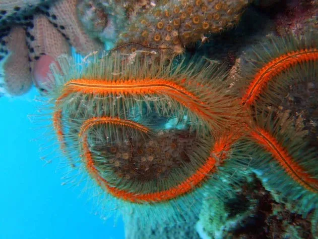 sponge brittle star