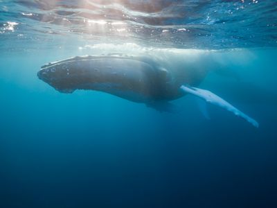 A humpback whale basks in sunlight at the ocean's surface in Atlantic Ocean off the coast of the Dominican Republic.