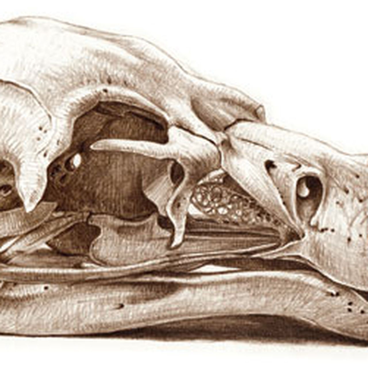 20130118093014Skull-of-a-