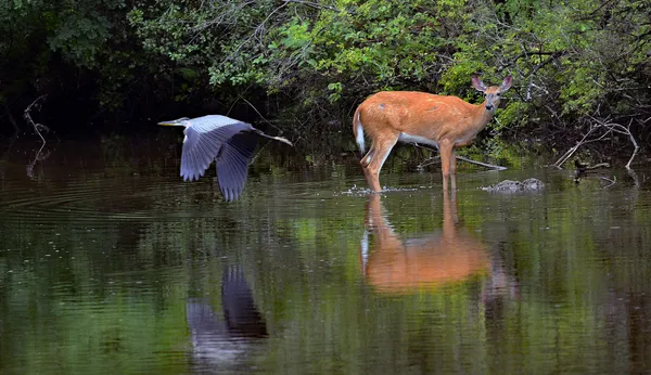 Sharing the Water thumbnail