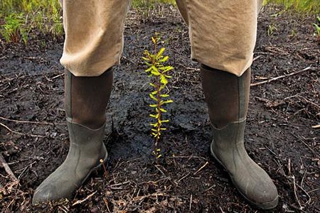 Brian Boutin, a Nature Conservancy biologist, stands protectively over a newly planted bald cypress sapling. Park managers hope to slow the submersion of the Alligator River National Wildlife Refuge.