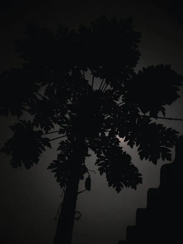 The Shadowy Papaya Tree under Moonlight thumbnail