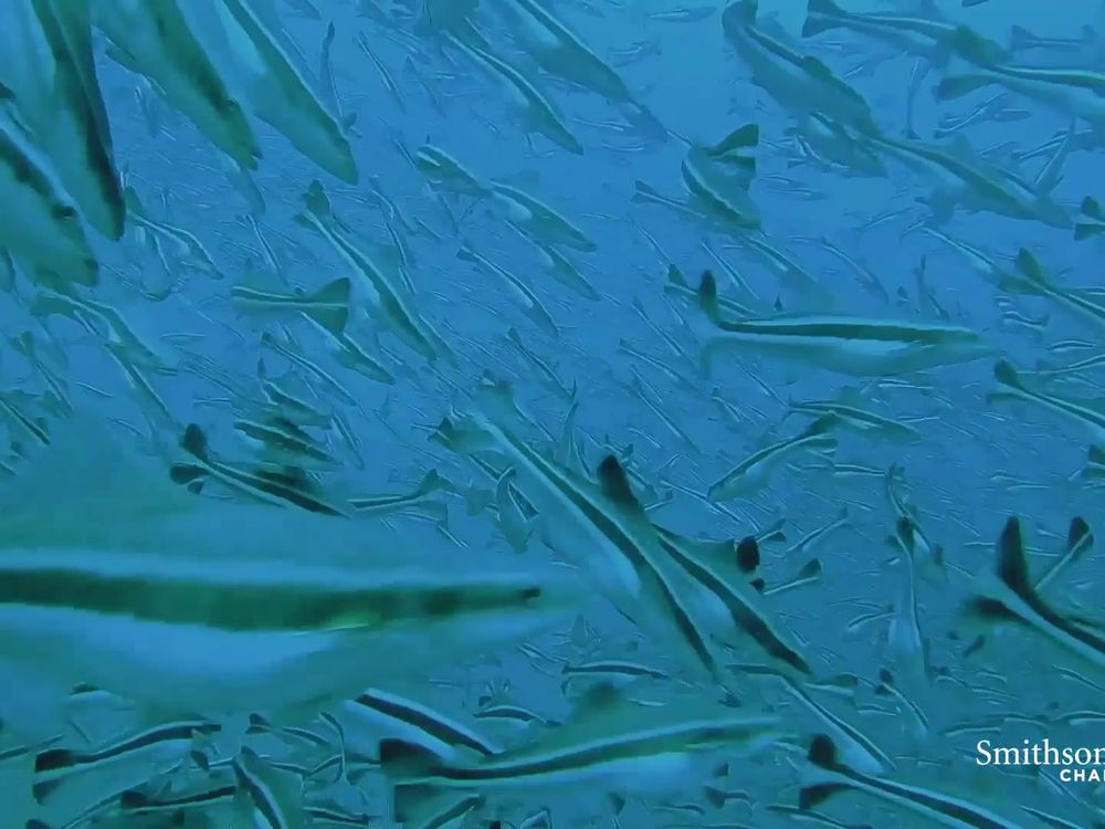 Preview thumbnail for video 'This Sustainable Offshore Cobia Fish Farm Sells Millions