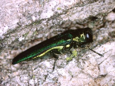 An emerald ash borer, the problem the wasp is supposed to address