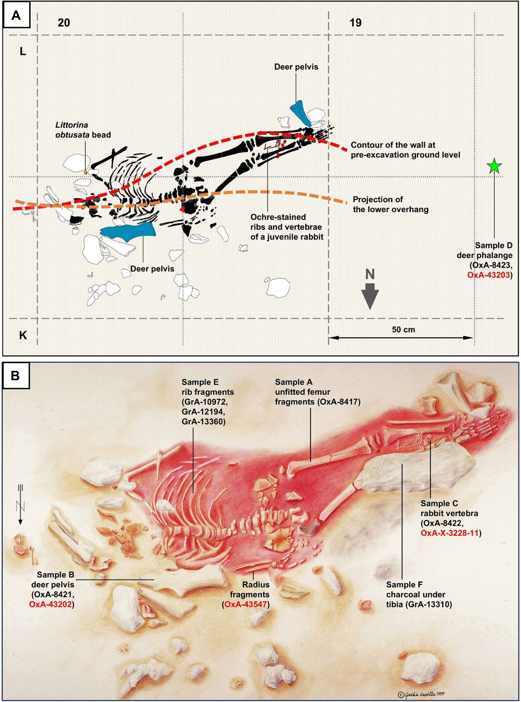 Illustrations of bones