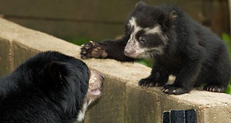 Adorable andean bear cubs