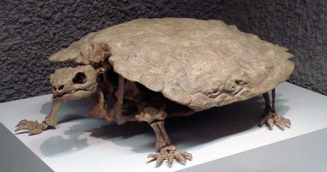 How the Turtle Got Its Shell, With Apologies to Aesop | At the Smithsonian|  Smithsonian Magazine