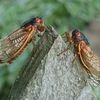 Cicadas Are Coming: Rare 'Dual Emergence' Could Bring One Trillion of the Bugs This Year icon