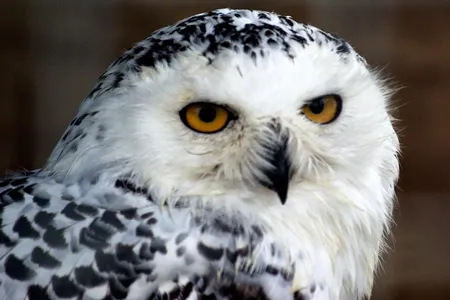 Thank the boy wizard for an uptick in owl demand.