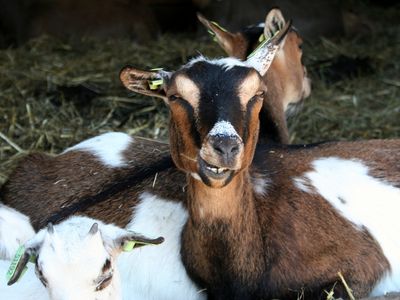 Goats either prefer humans that sport a grin or make an effort to avoid those with a grimace, a new study shows.