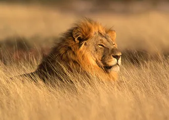 African Safari: A Wildlife Adventure description
