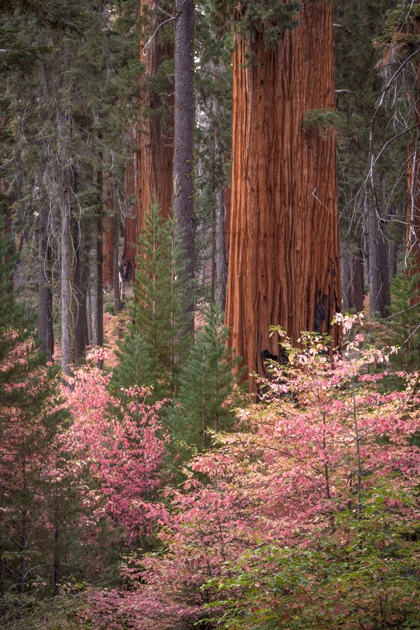 Autumn dogwood trees among the Sequoia trees thumbnail