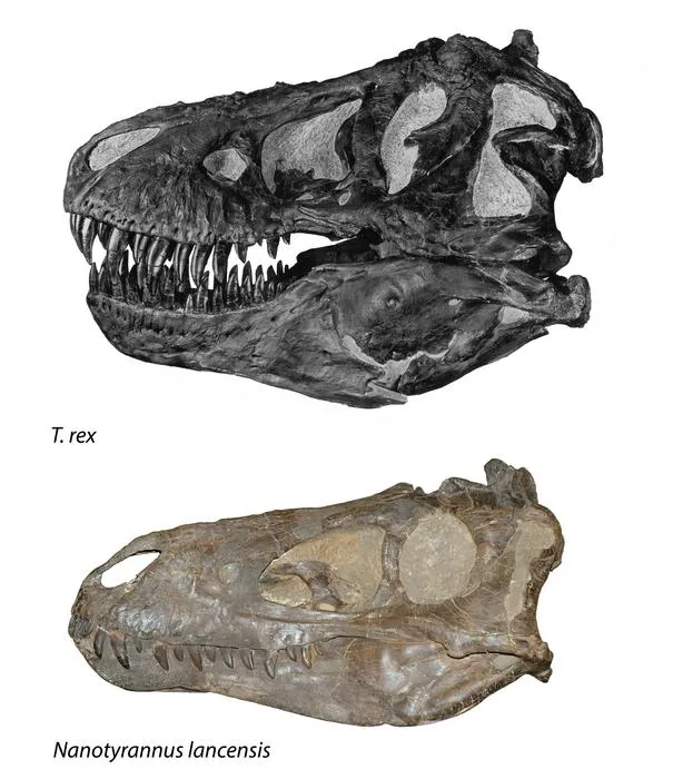 a larger t-rex skull compared to the Nanotyrannus specimen