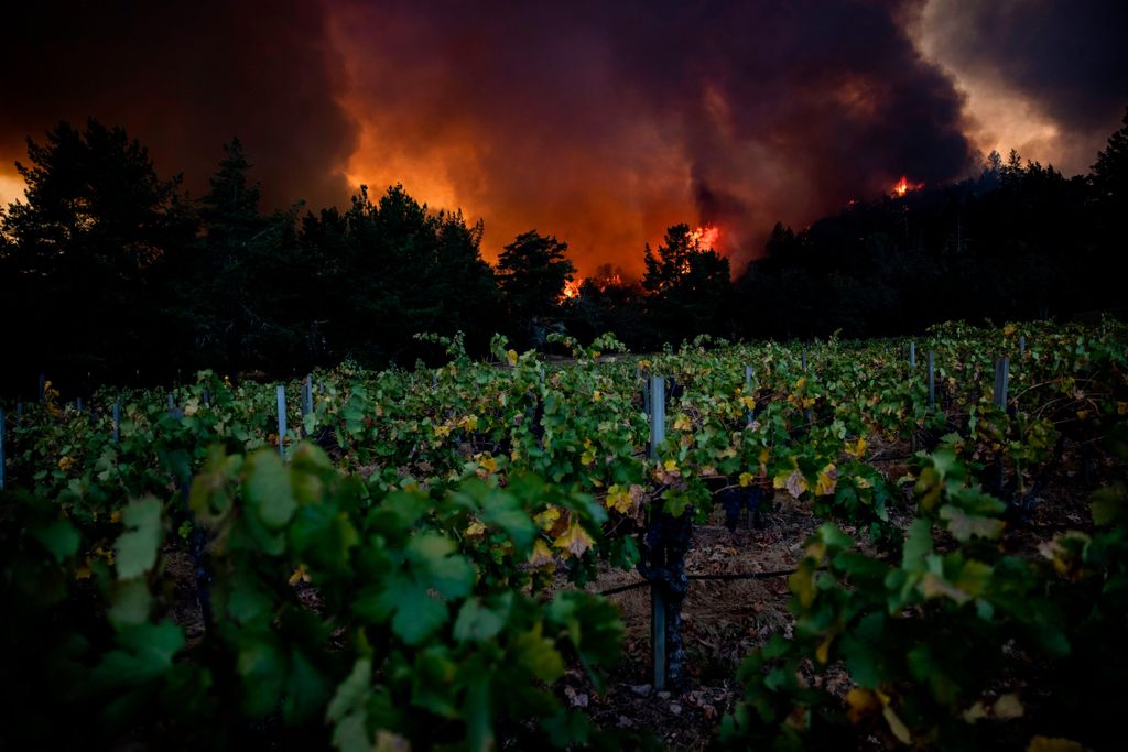 The Glass Fire burns behind Merus Wines vineyards in Napa Valley, California on September 27, 2020