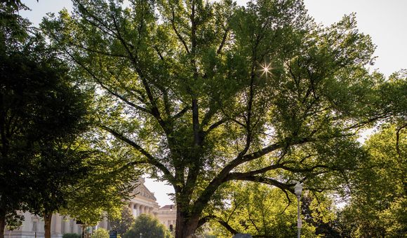 A large elm tree with branches full of green leaves stands in the sunlight