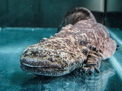 The Chinese giant salamander is the world's largest amphibian, weighing upwards of 140 pounds and growing to a length of more than 5.9 feet