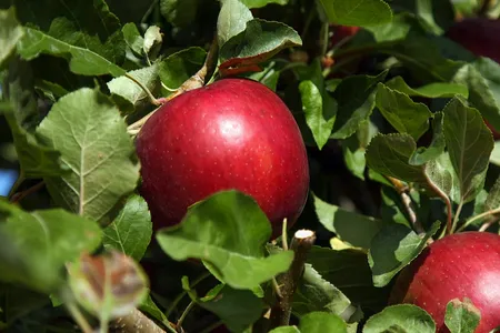 The Cosmic Crisp apple