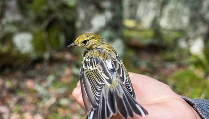 Tiny Trackers Are Revealing the Secret Lives of Tens of Thousands of Birds