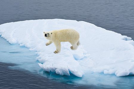 Melting sea ice is a threat to many Arctic species, including polar bears.