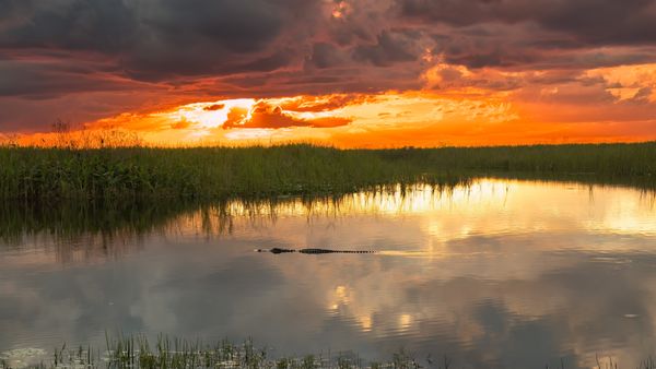 Everglades Sunset thumbnail
