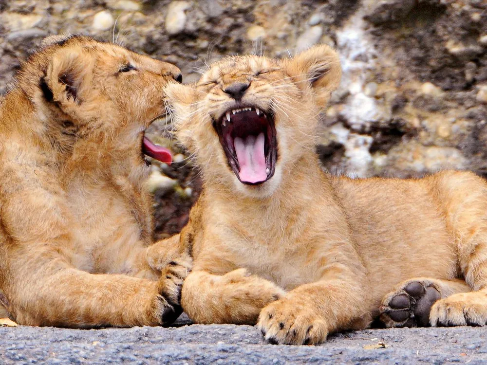 Lion cubs yawning