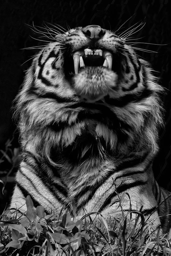 A tiger roaring after stalking for his dinner thumbnail
