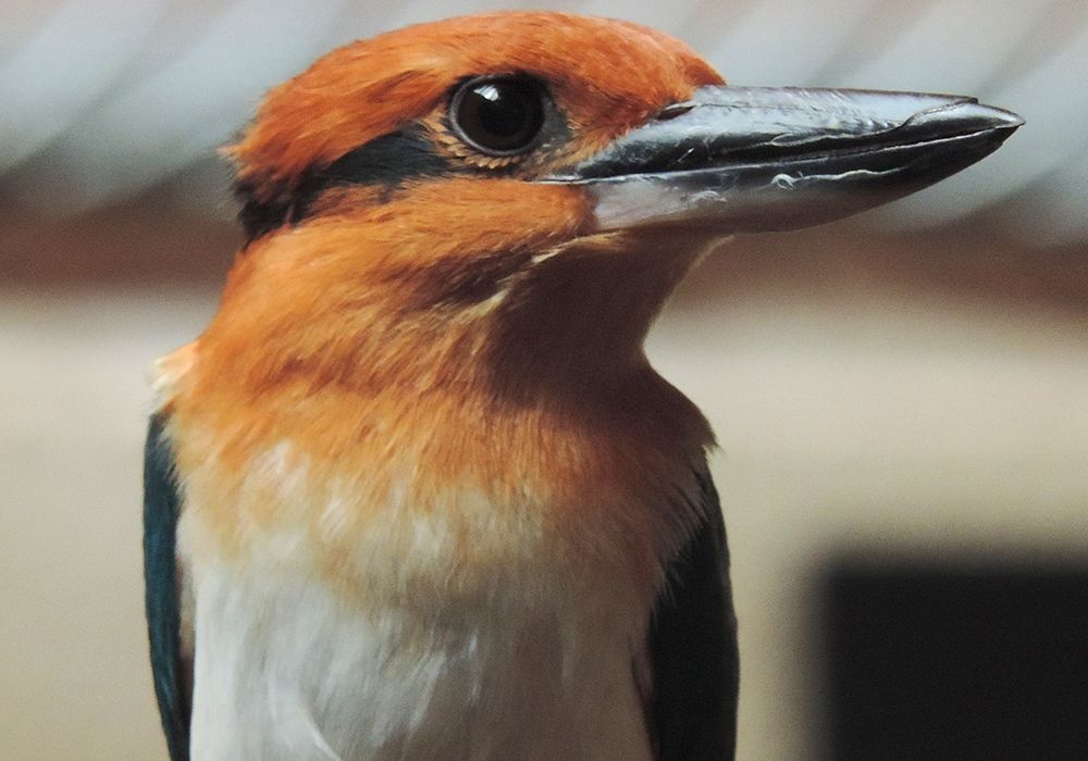 Female Guam kingfisher Giha at the Smithsonian Conservation Biology Institute. Guam kingfishers are extinct in the wild, but scientists are working to change that by breeding the species for release in the near future.
