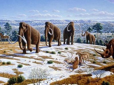 The Pleistocene world was filled with megafauna like woolly mammoths and saber-tooth cats. Did humans kill them all off?
