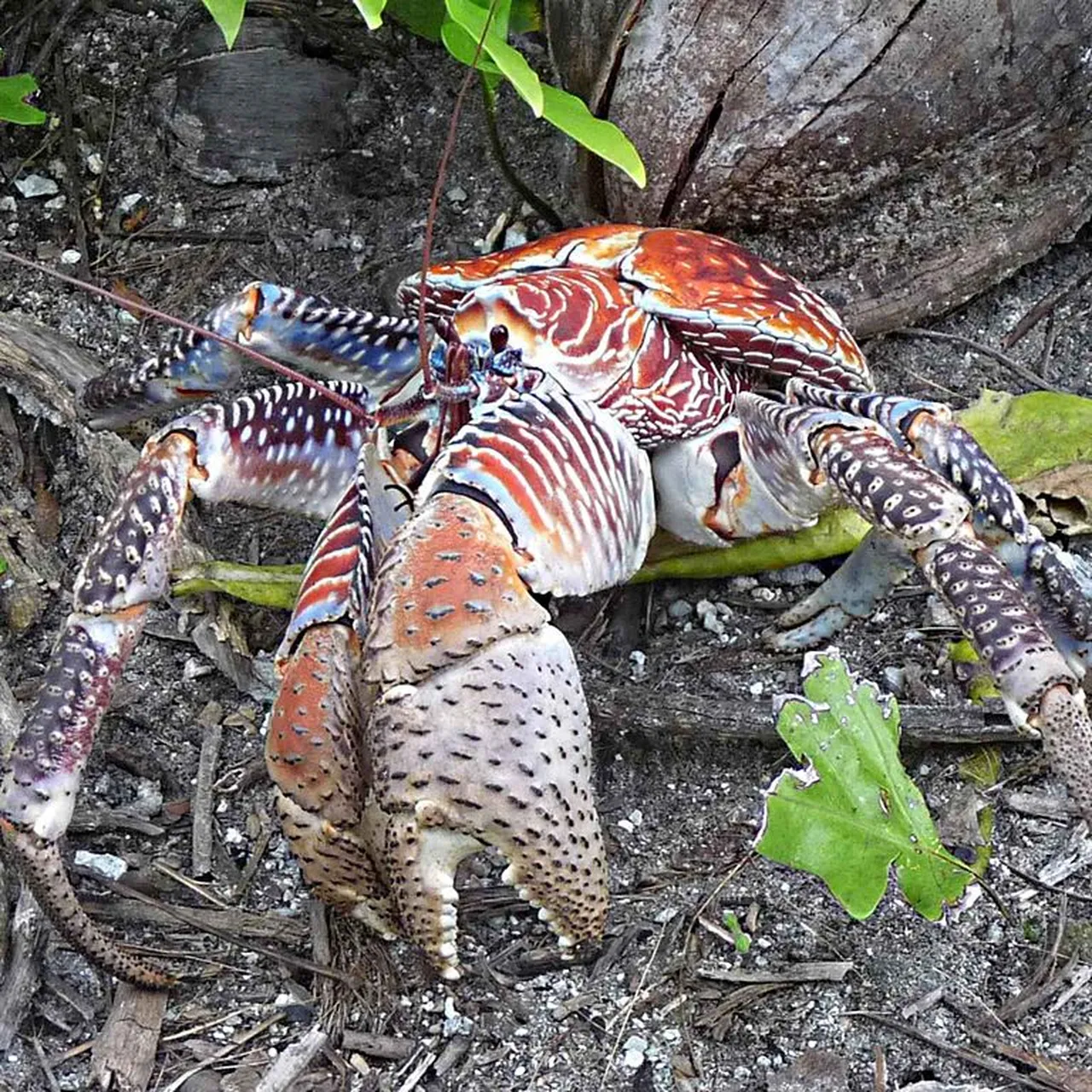 Coconut Crabs Eat Everything from Kittens to, Maybe, Amelia Earhart, image size:1280x1280