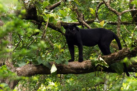 A melanistic Indian leopard in Nagarhole National Park.  