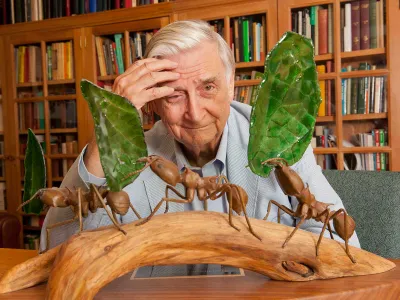 Harvard University professor E.O. Wilson in his office in Cambridge, MA. He is considered to be the world's leading authority on the study of ants.