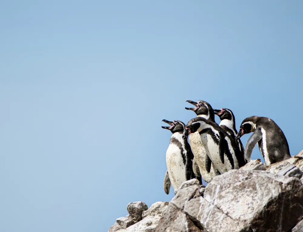 A group of Humboldt penguins squawking off the islands in Paracas Peru.