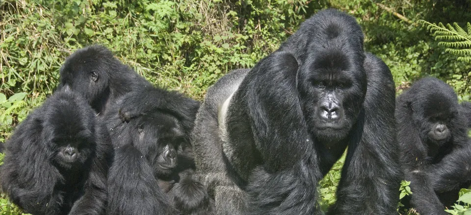  Family of Mountain Gorillas in the jungles of Rwanda  