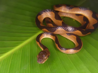 A Serpentine 'Explosion' 125 Million Years Ago Primed Snakes for Rapid, Diverse Evolution image
