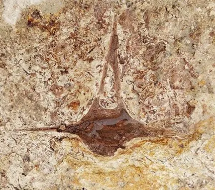A vertebra fossil of an extinct dolphin species