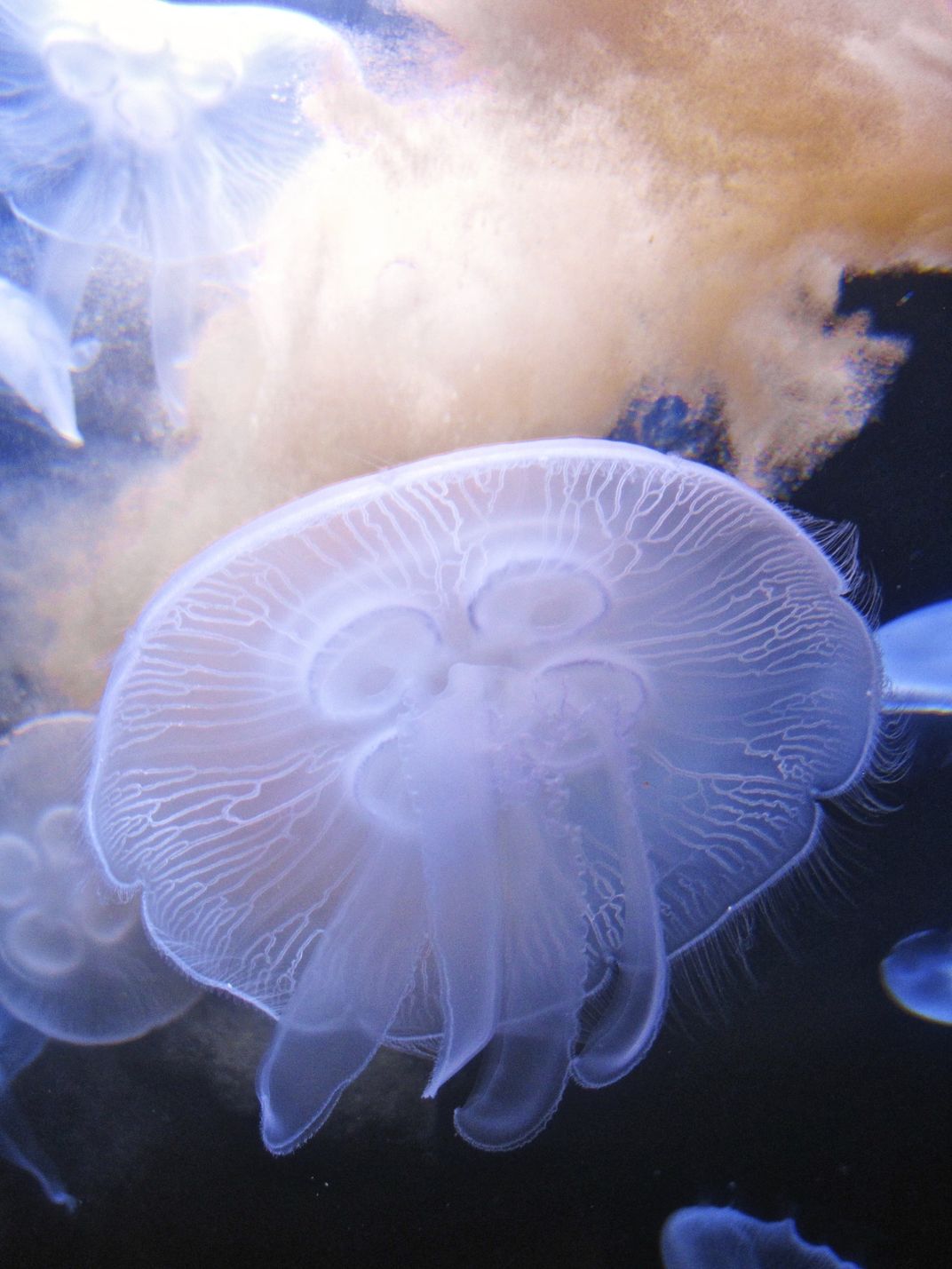 Lunchtime For Jellyfish In San Fransisco's Pier 39 Aquarium 