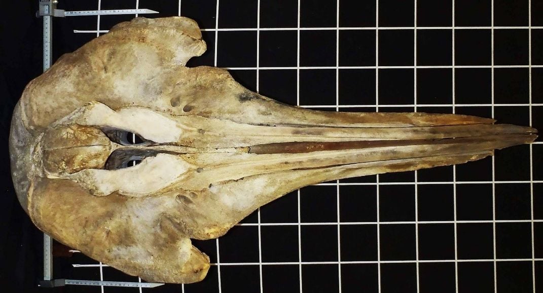 A beige skull of a new species of beaked whale called Berardius minimus.