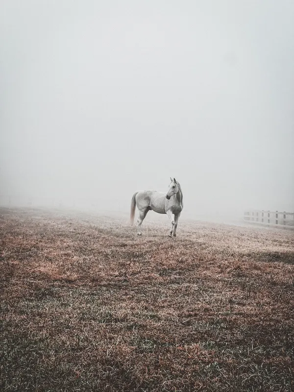 Veils of grey (Straight Mountain, Alabama) thumbnail