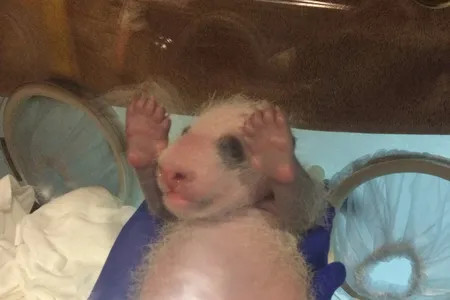 His eyes are still closed, which is normal. Cubs’ eyes generally open when they are 6 to 8 weeks old. 