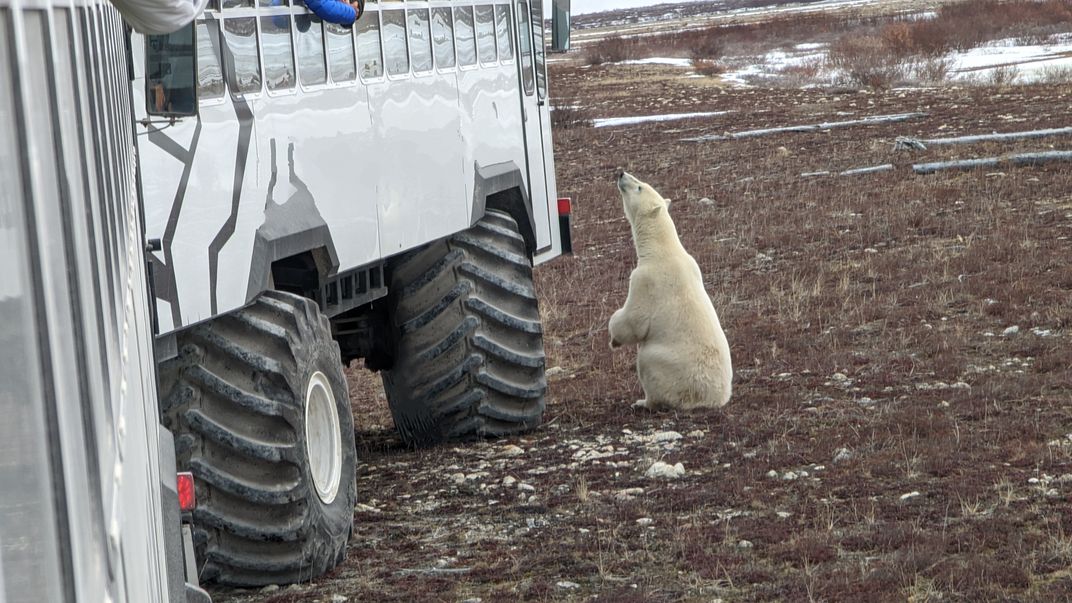 Polar bear curiosity at a snow coach