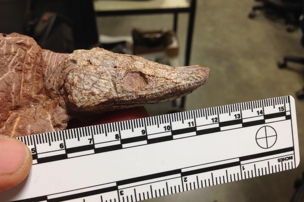 a fossil skull next to a ruler measuring several centimeters long